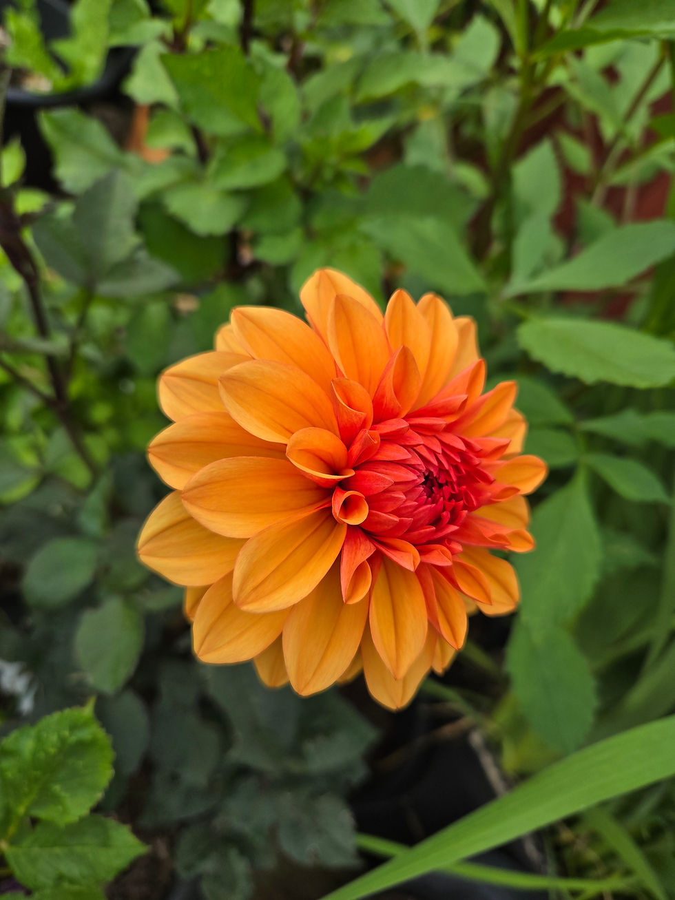 Thumbnail: Dahlia David Howard