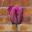 Thumbnail: Tulip Blue Parrot (15 bulbs)