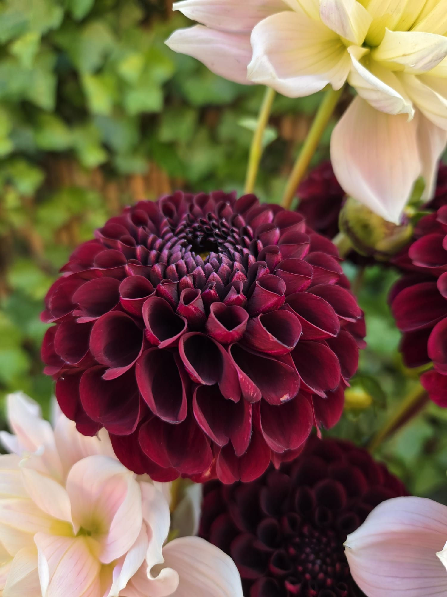 Dahlia Dancer in the Dark