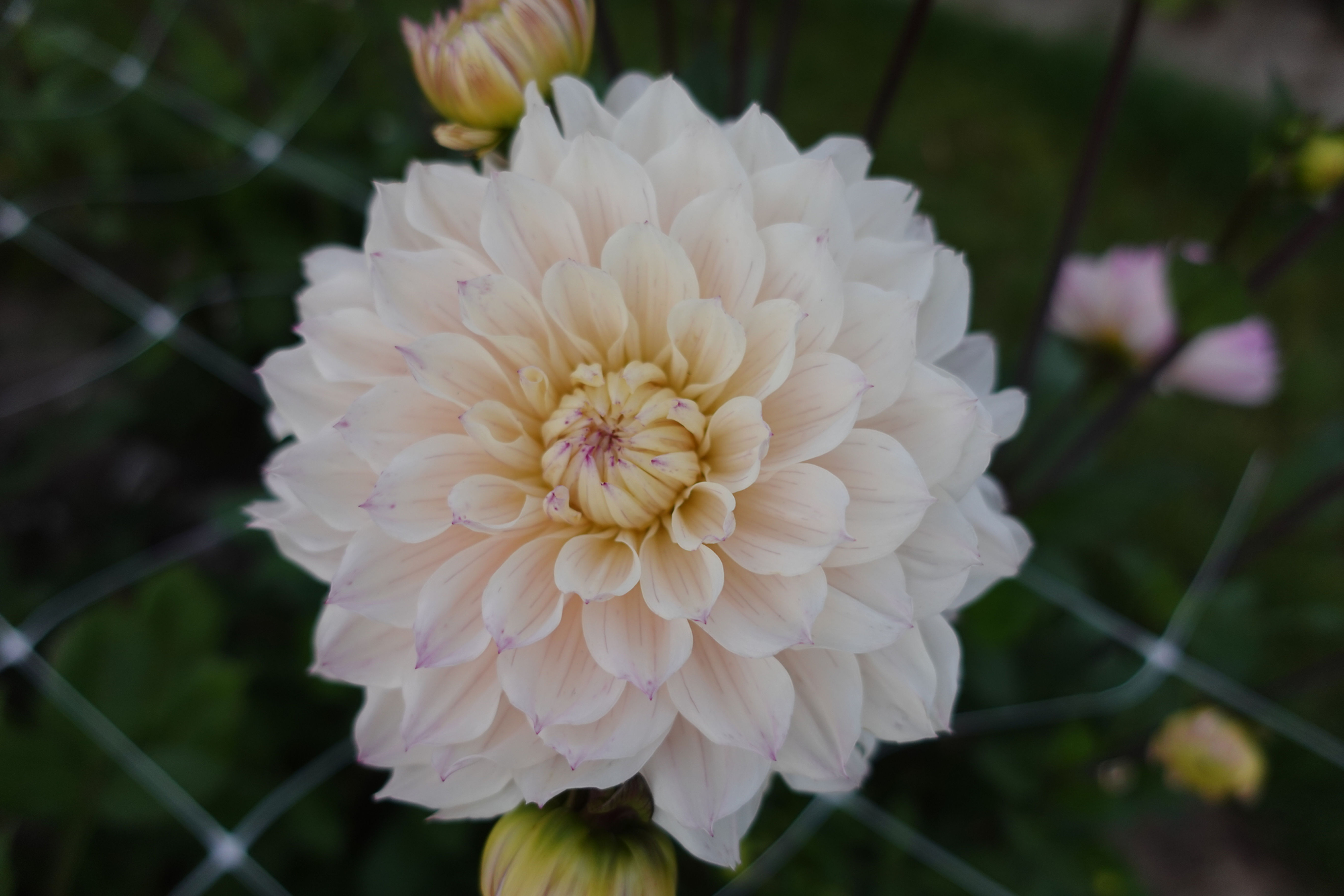 Dahlia Masterclass