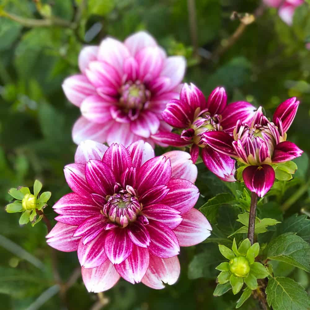 Dahlia Hemisphere