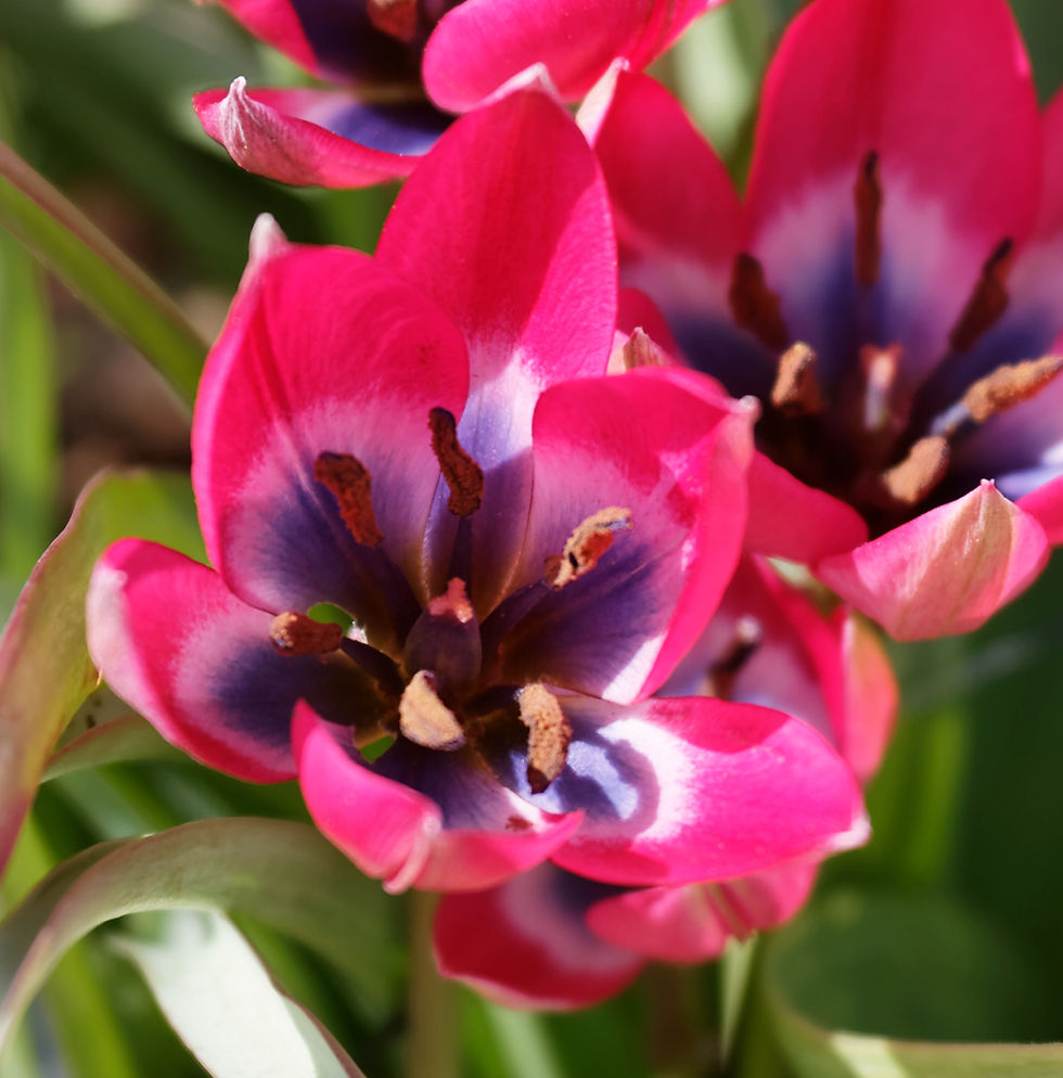 Tulip Little Beauty