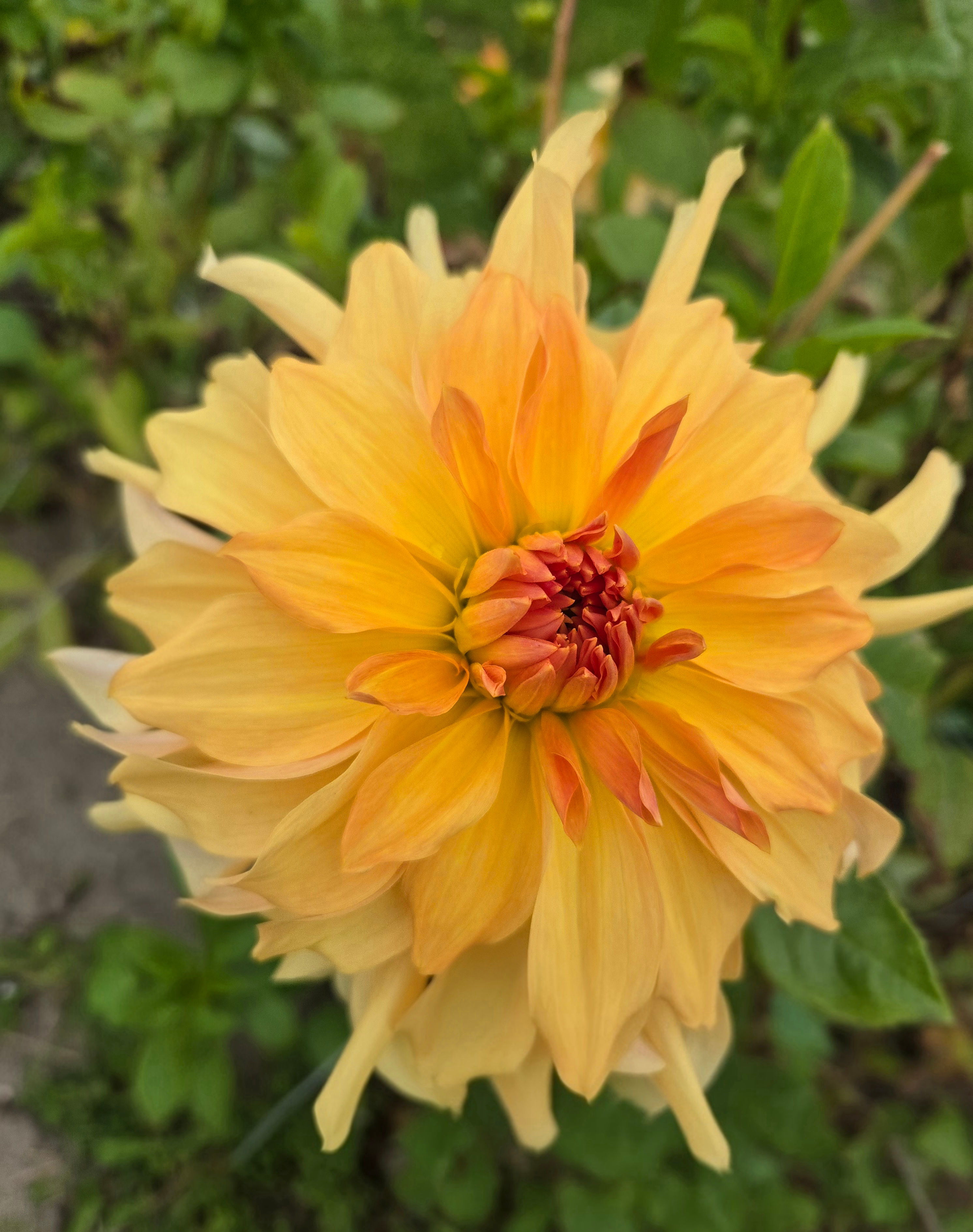 Dahlia Big Brother