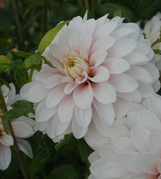 Dahlia Ado ファクトリア収録 mqdefault.jpg