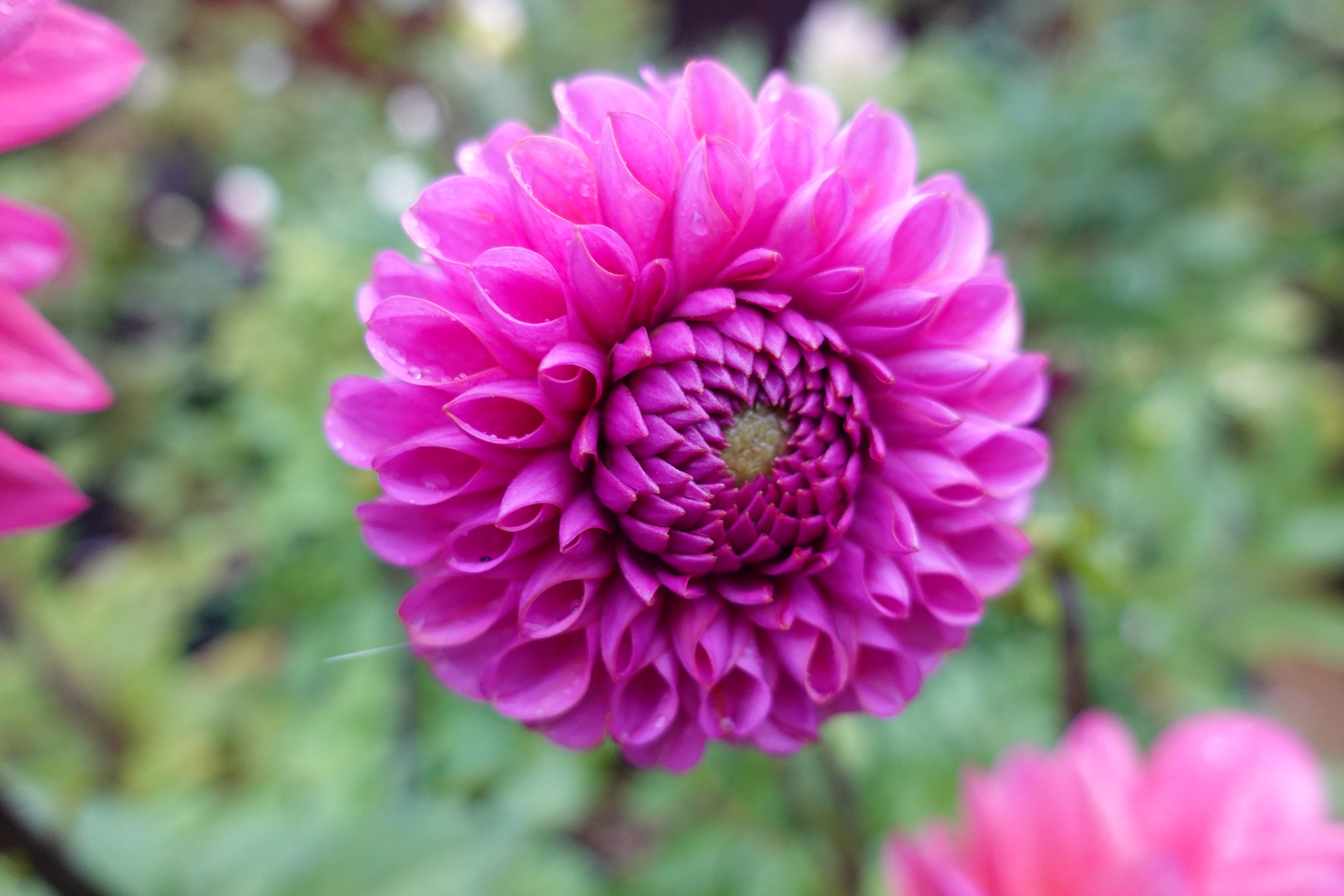 Dahlia Caitlin's Joy