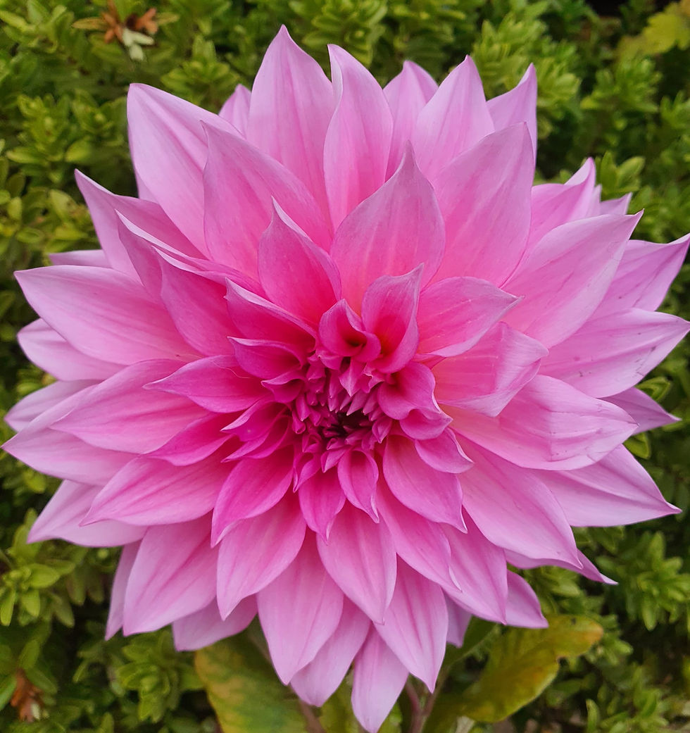 Thumbnail: Dahlia Cafe au Lait Rose