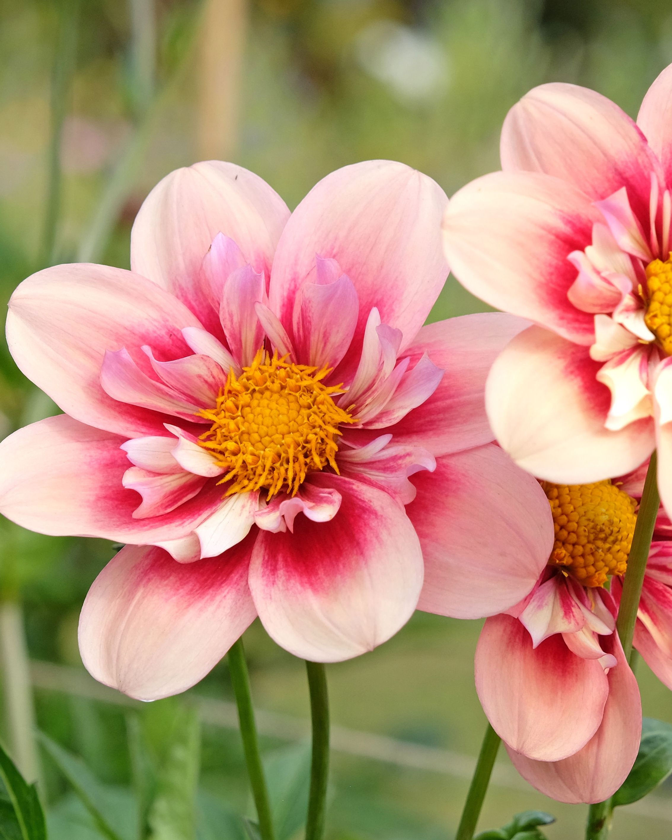 Dahlia Rhubarb & Custard