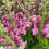 Thumbnail: Snapdragon Potomac Lavender [Antirrhinum Majus] Seeds