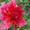 Thumbnail: Dahlia Dutch Delight