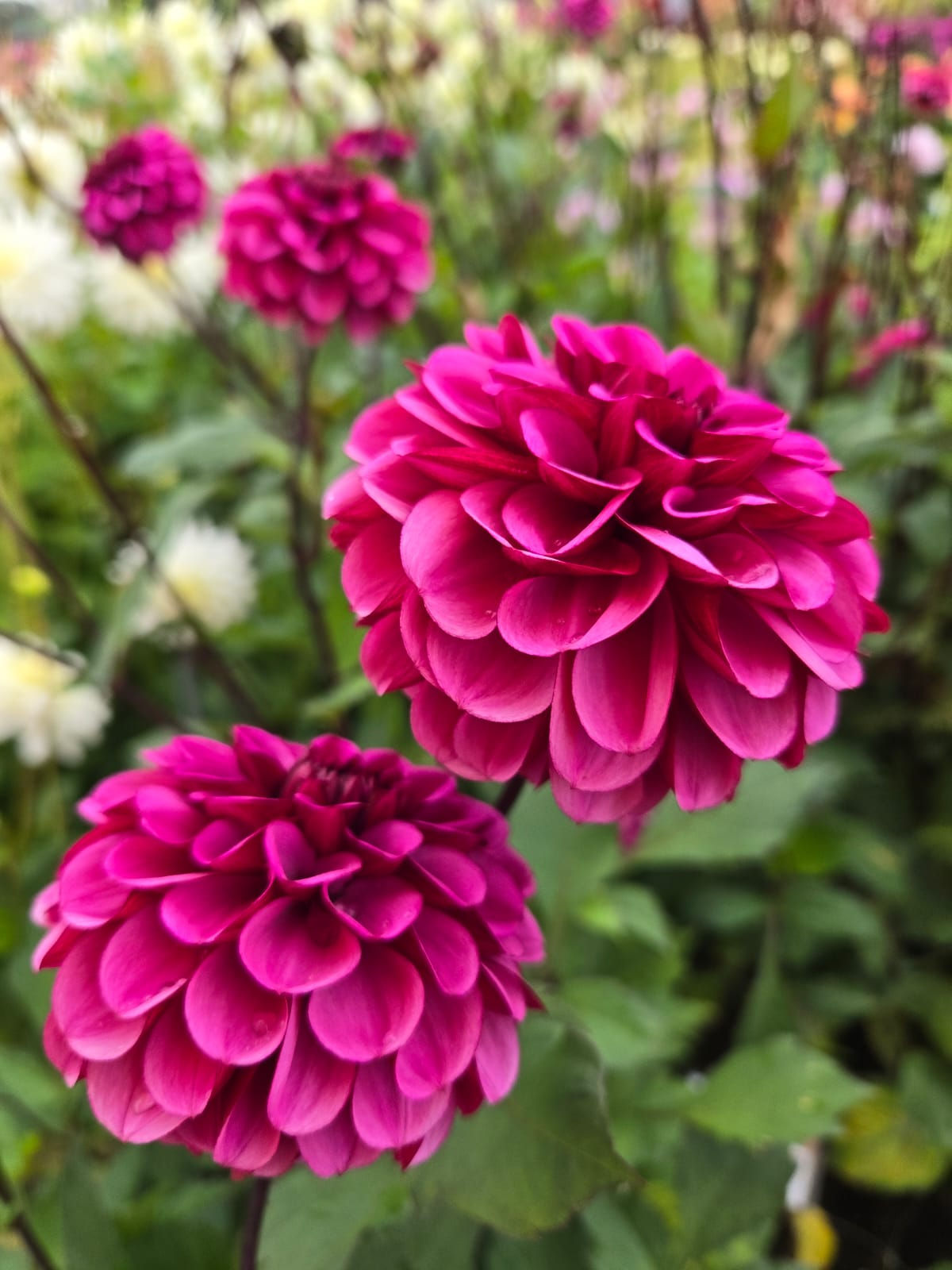 Dahlia Laughing Lizzy