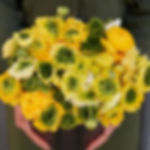 Ranunculus Super Green Yellow