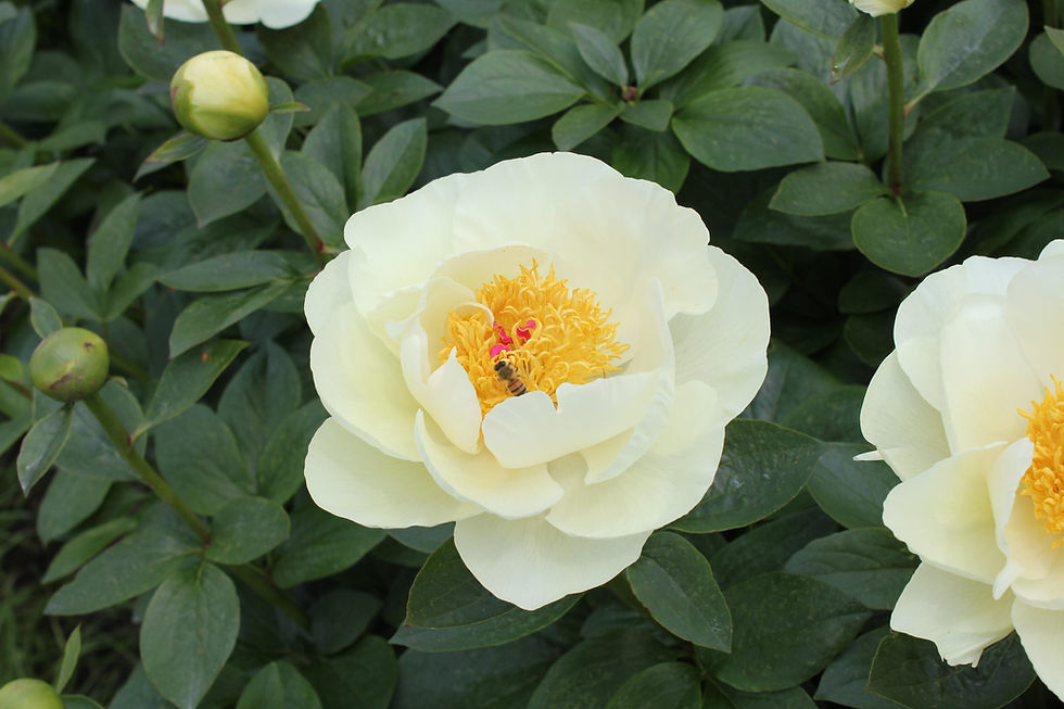 Peony Early Sensation
