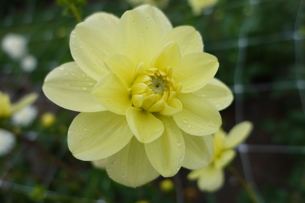 Dahlia Glory Heemstede