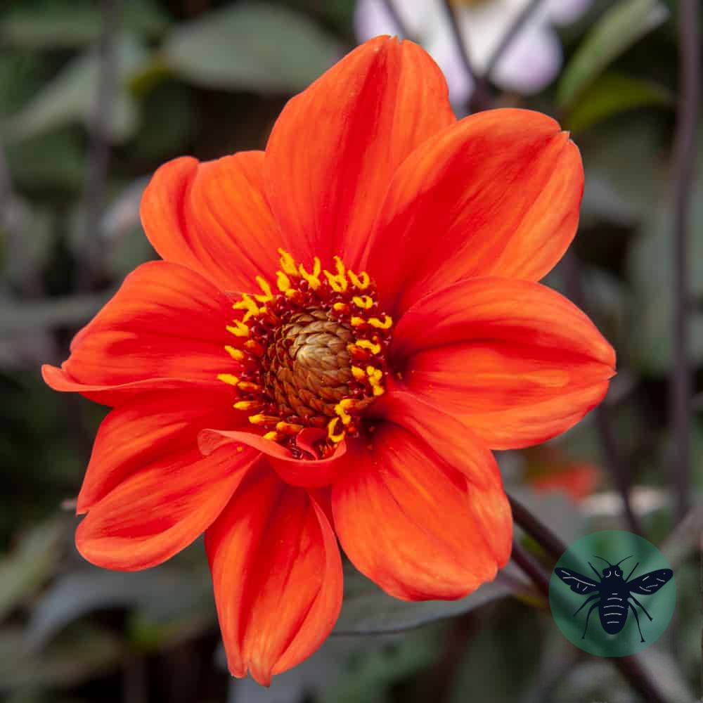 Dahlia Bishop of Oxford