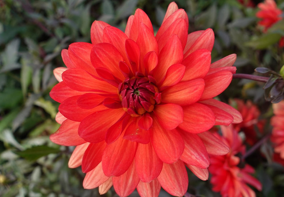 Thumbnail: Dahlia Parc Florale de Paris