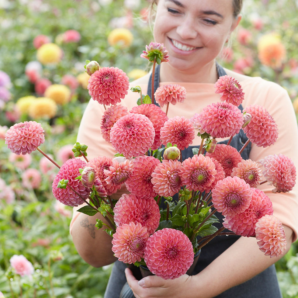 Dahlia Hapet Coppery