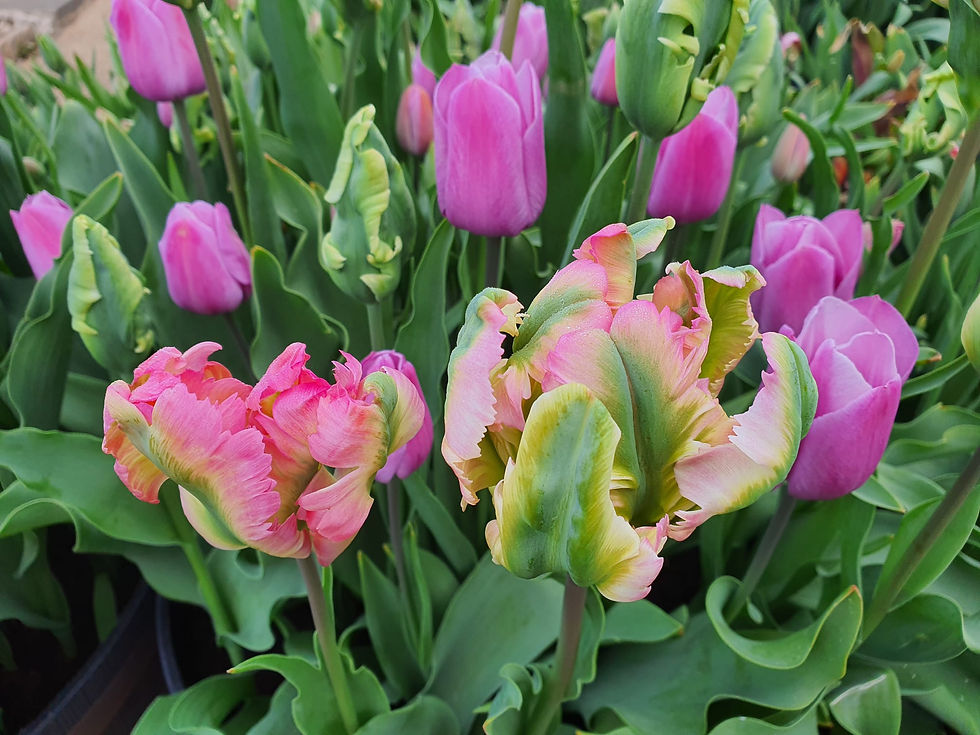 Thumbnail: Tulip Violet Beauty (10 bulbs)