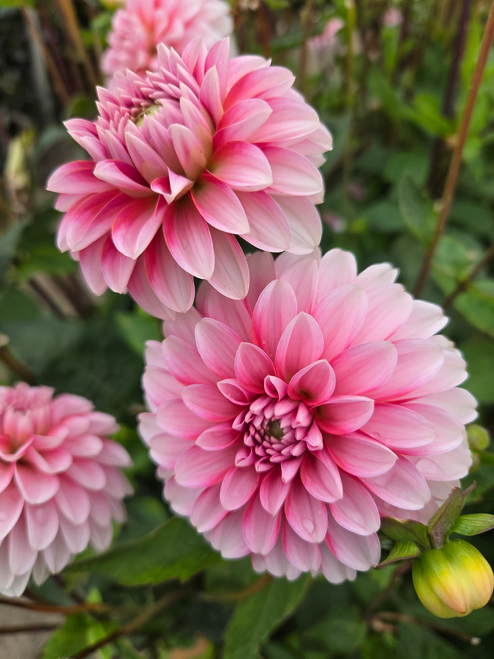 Dahlia Strawberry Cream