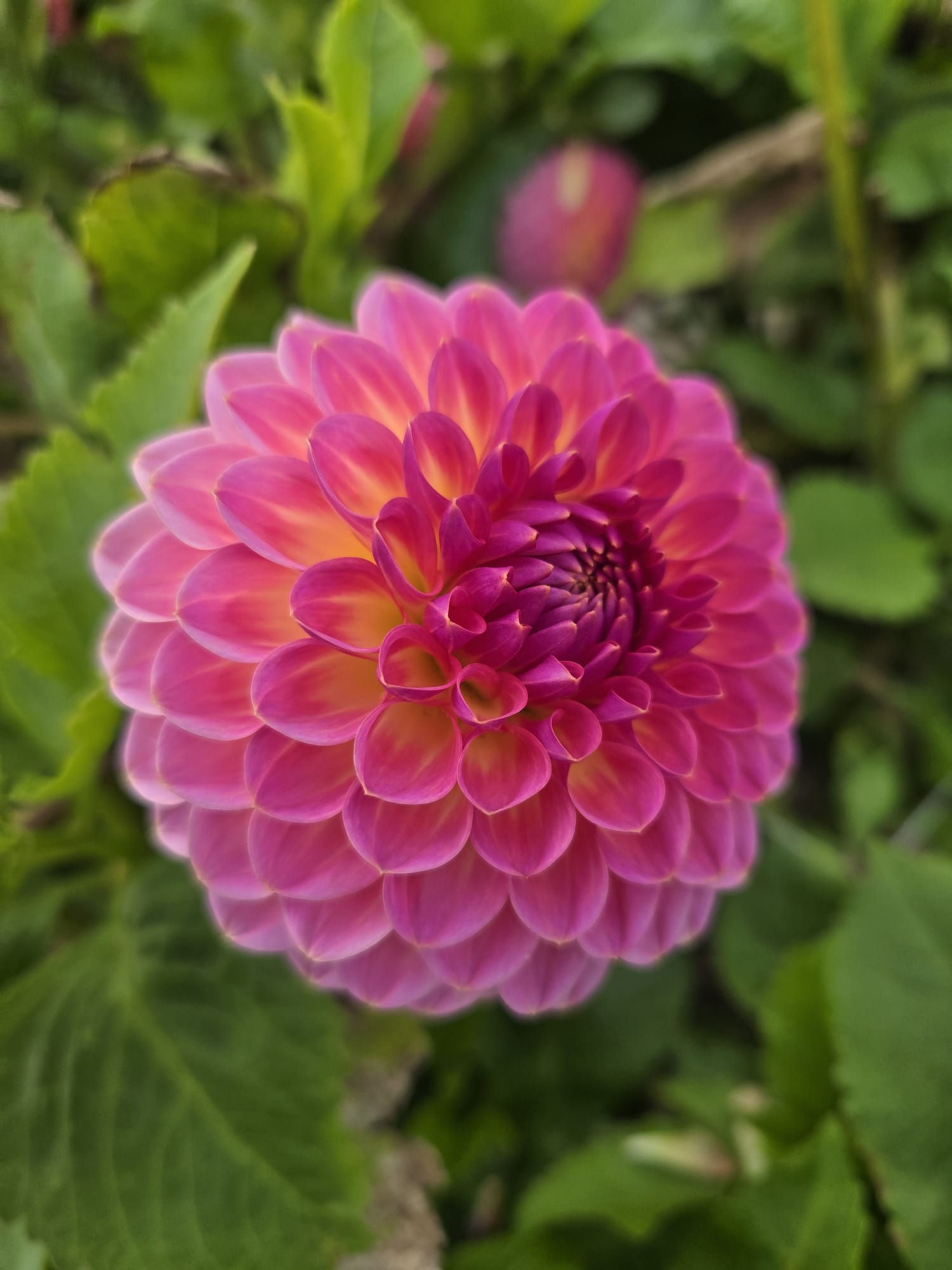 Dahlia Pink Suffusion