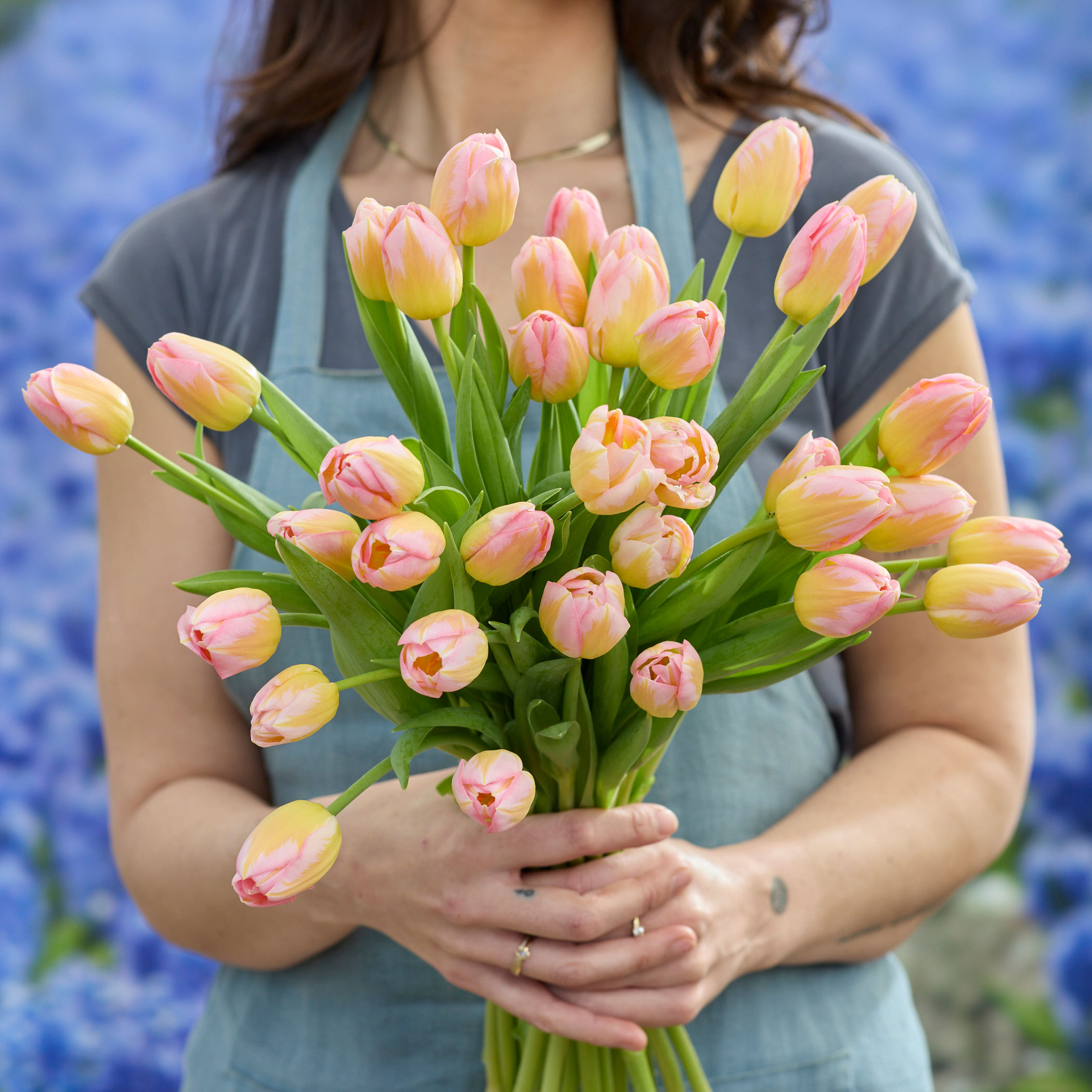 Tulip Tom Pouce
