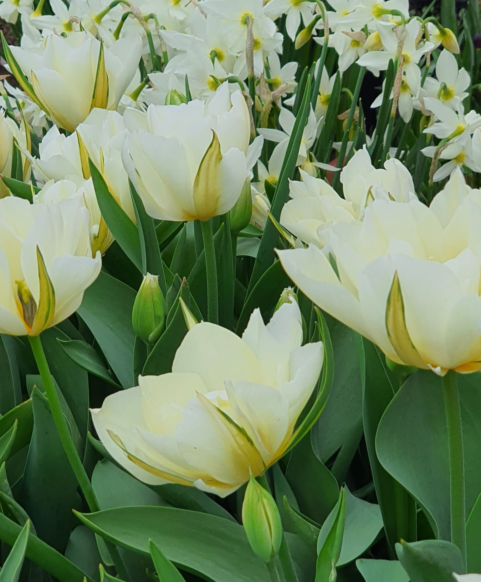 Tulip Exotic Emperor (15 bulbs)
