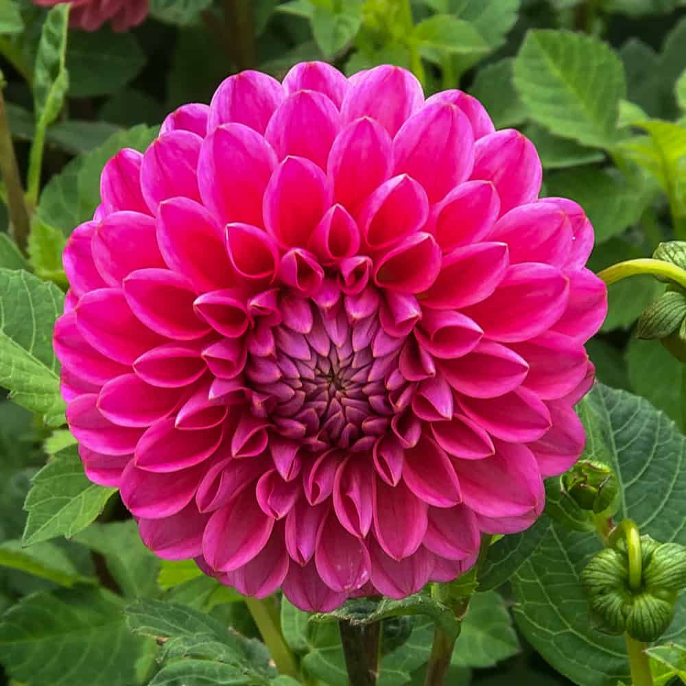 Dahlia Dikara Superb