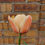 Thumbnail: Tulip La Belle Epoque (15 bulbs)
