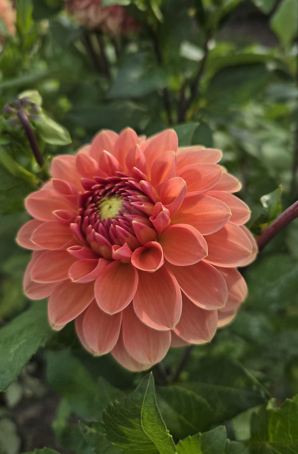 Dahlia Orange Favourite