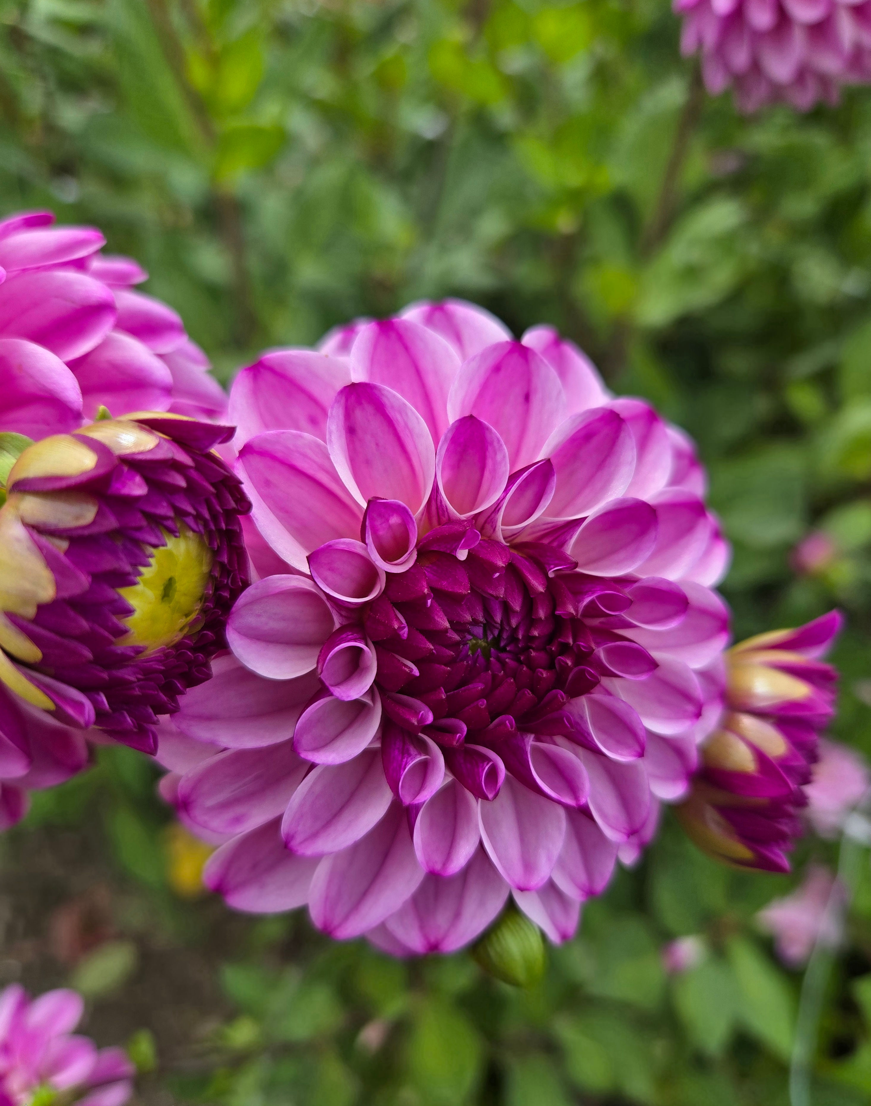 Dahlia Columbus