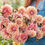 Thumbnail: Dahlia Sweet Sanne