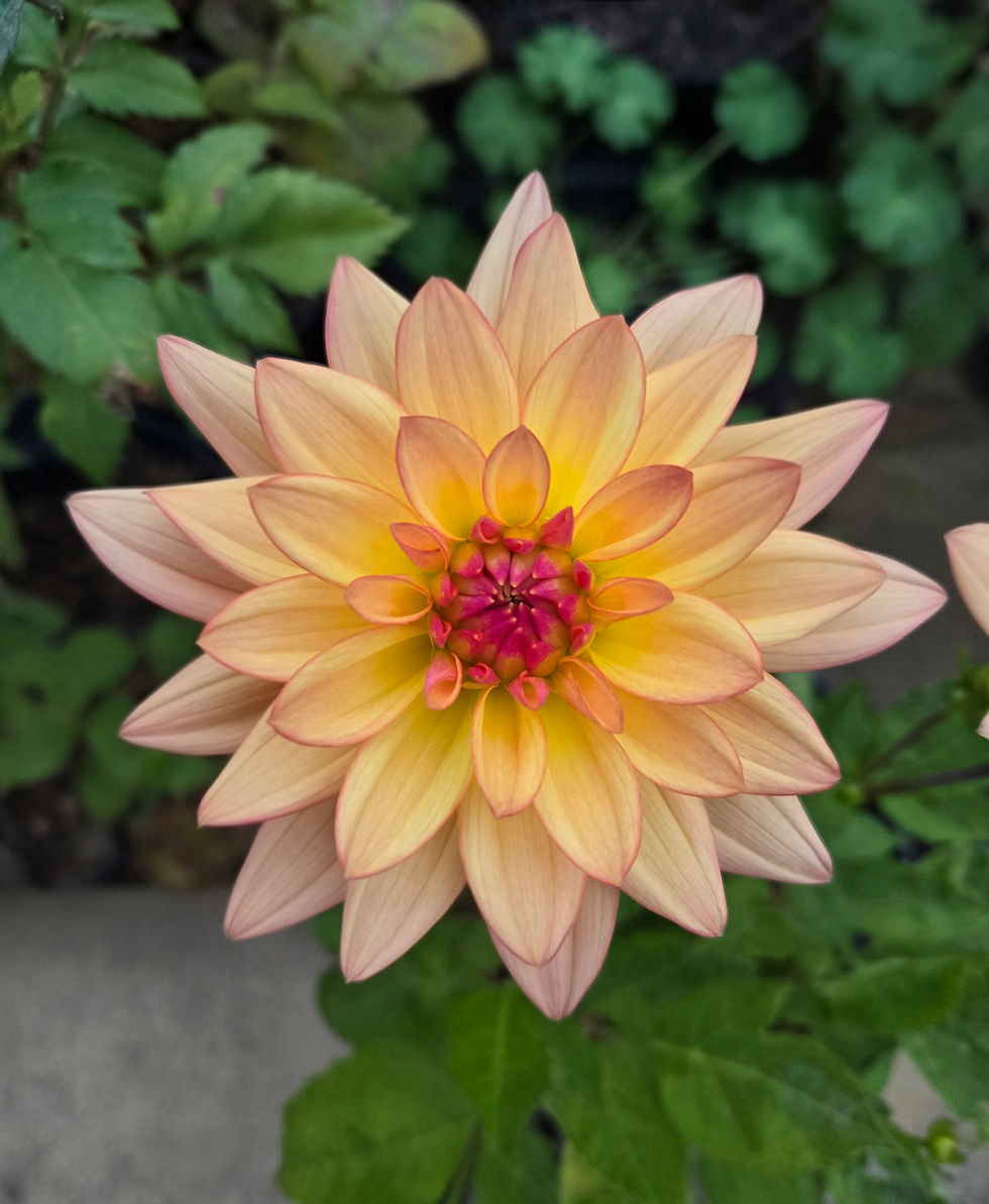 Thumbnail: Dahlia Melody Dora