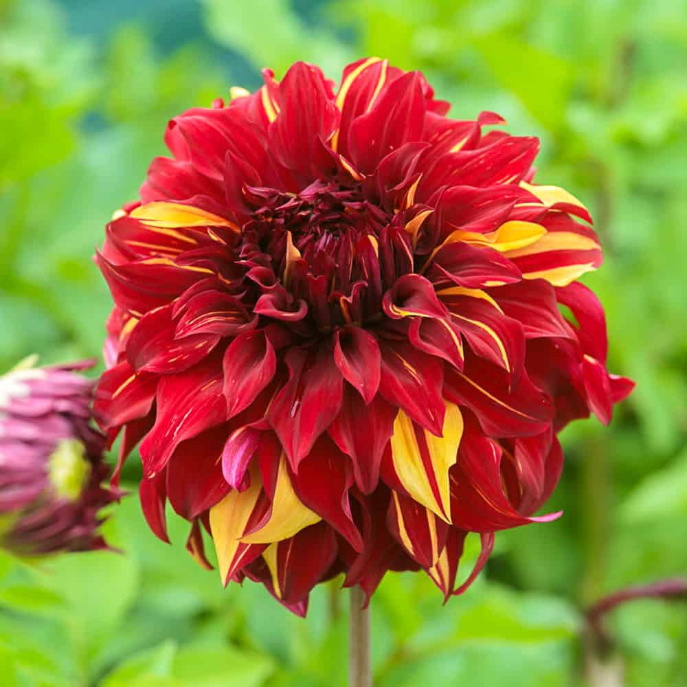Dahlia Bohemian Spartacus