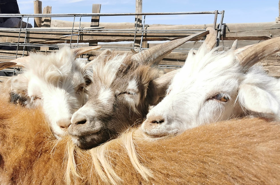 The problem with your cashmere sweater