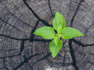 Happy New Year - Tabula Rasa