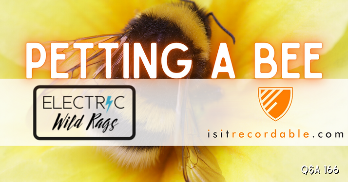 Petting a Bee