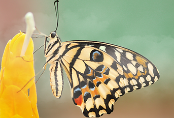 boris-smokrovic-iilZhNg5uaQ-unsplash_edi