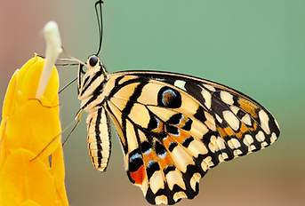 boris-smokrovic-iilZhNg5uaQ-unsplash_edi