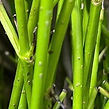 green cornus.jpeg