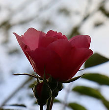 IMG_9888.jpeg