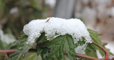 IMG_7379.JPG