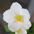 IMG_1533.jpg