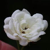 IMG_3833.jpeg