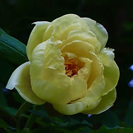 IMG_0735.jpeg