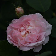 IMG_3099.jpeg