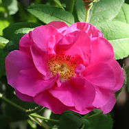 IMG_4096.jpeg