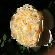 IMG_4698.jpeg