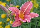hemerocallis fulva2.jpeg