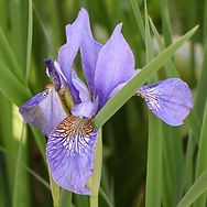 IMG_1186.jpeg