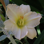 IMG_7014.jpeg