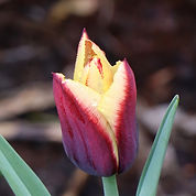 IMG_8291.jpeg